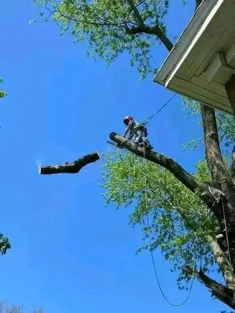 Tree trimming and pruning in Sandton